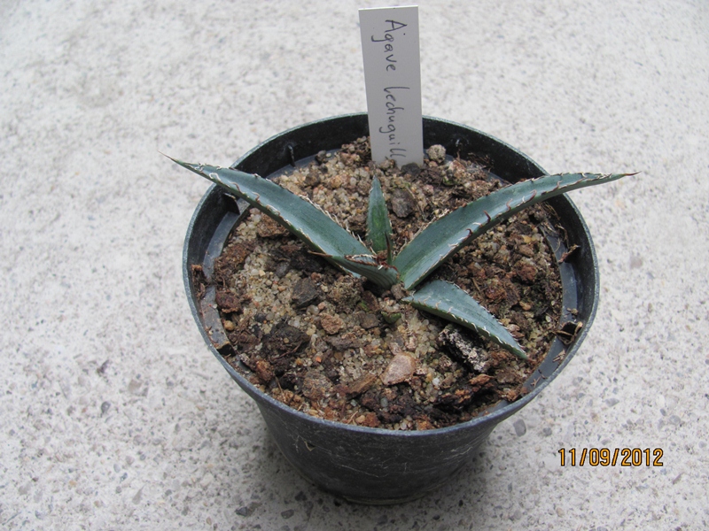 Agave lechuguilla dm 15cm - BIO